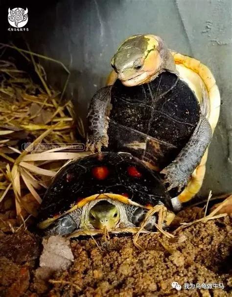 黃緣閉殼龜飼養|黃緣閉殼龜的飼養要點